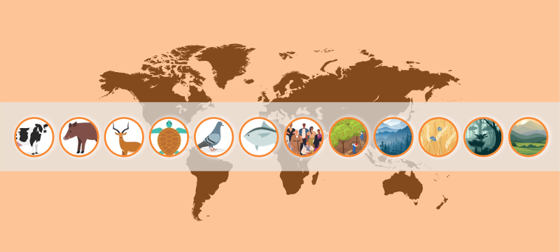 Audit delle Autorità competenti ai sensi dell’articolo 6 del Regolamento (UE) 2017/625 (ed 26)