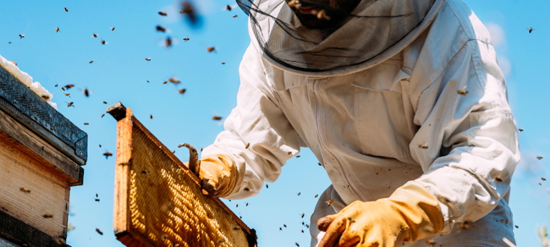 [RECUPERO] Aggiornamento Tecnici Apistici 2026