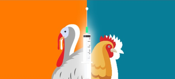 Indicazioni operative per una corretta VACCINAZIONE PER L'INFLUENZA AVIARIA