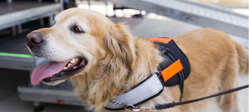 [Convegno] Cani d’assistenza alle persone con disabilità. Standard Europeo e confronto con i modelli organizzativi esteri